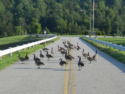 Geese on the road