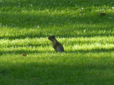 Uintah Ground Squirrel at a rest area in Idaho