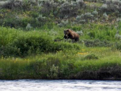 Grizzly feeding on bison