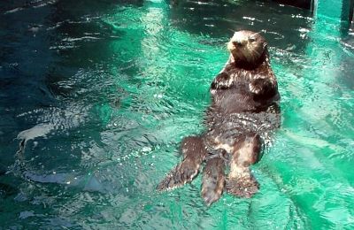 Sea otter 