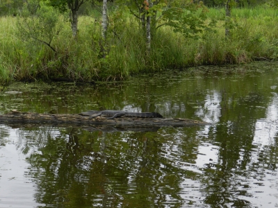 Alligator slikker solskin p en trstamme