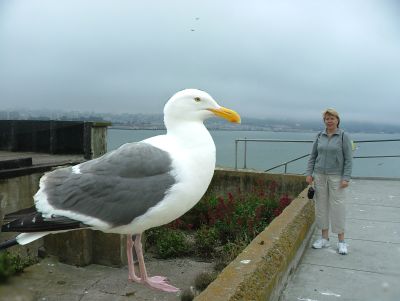 Dorte and the giant sea gull from Alcatraz