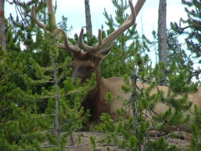 Elk bull posing for tnhe tourists