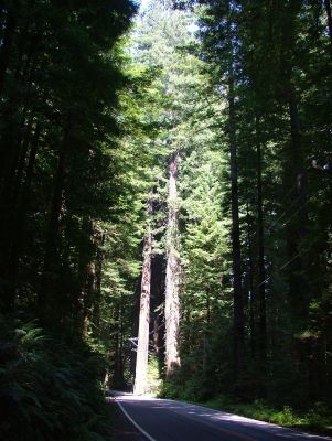 Giant redwoods along Avenue of the Giants.