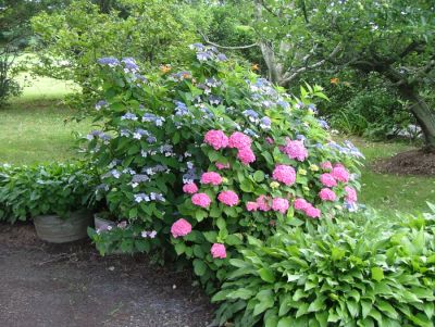 Hydrangeas at Lentz Winery on the north fork of Long Island.